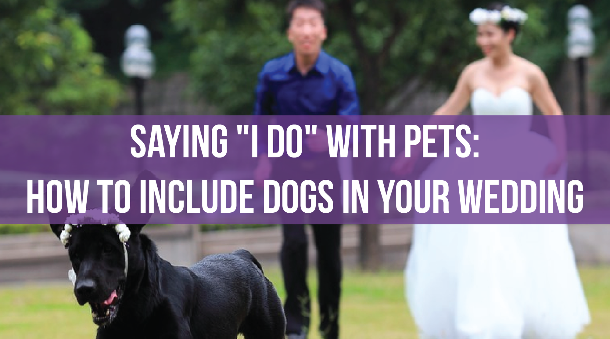 Saying "I Do" With Pets: How to Include Dogs in Your Wedding