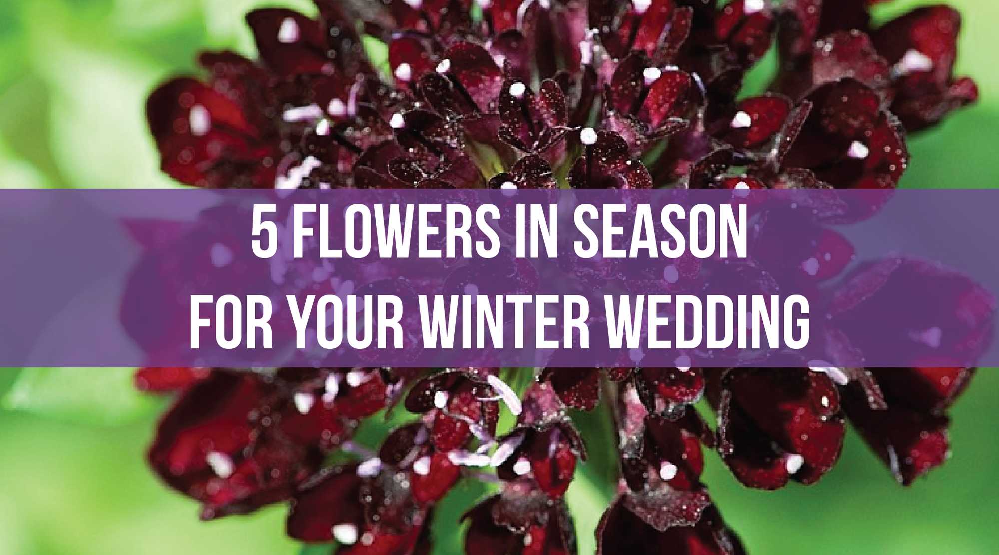 5 Flowers in Season for your Winter Wedding