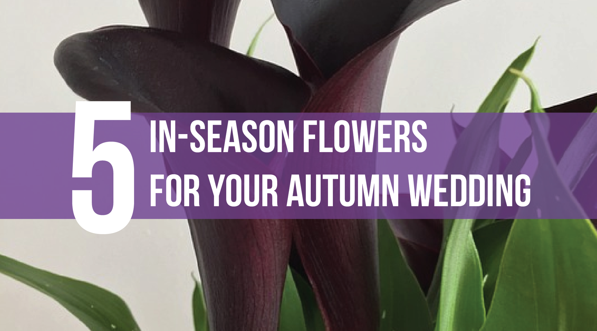 5 In-Season Flowers for Your Autumn Wedding